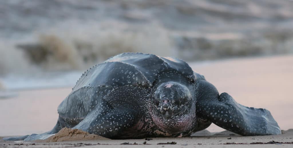 Leatherback,Sea,Turtle,Crawling,Up,The,Beach,To,Complete,The