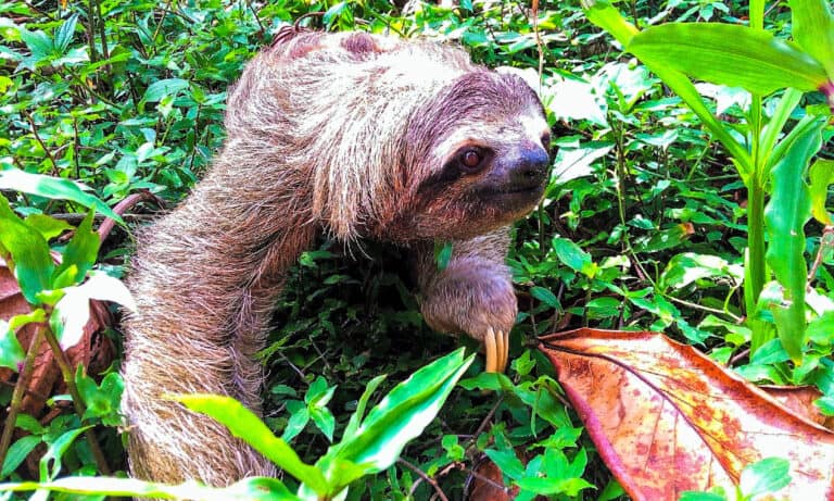 What Do Sloths Eat?