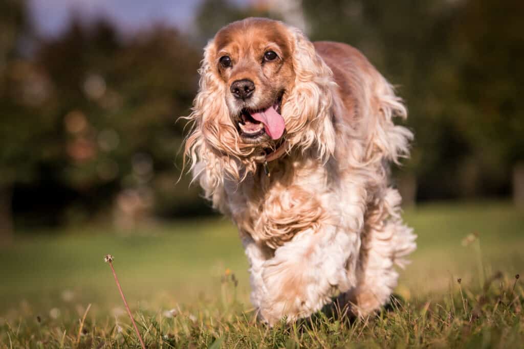 black english cocker spaniel running