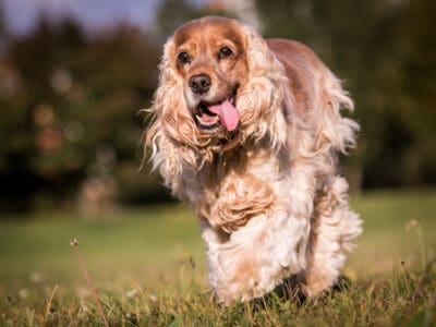 A Are Cocker Spaniels Hypoallergenic?