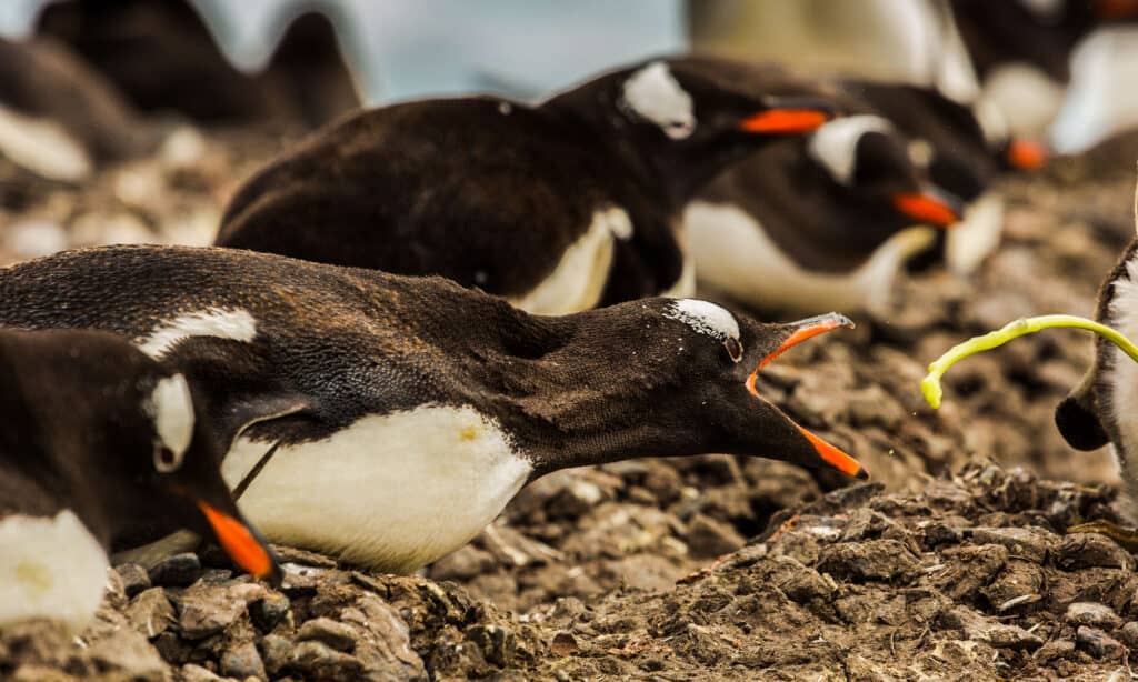 penguin poop