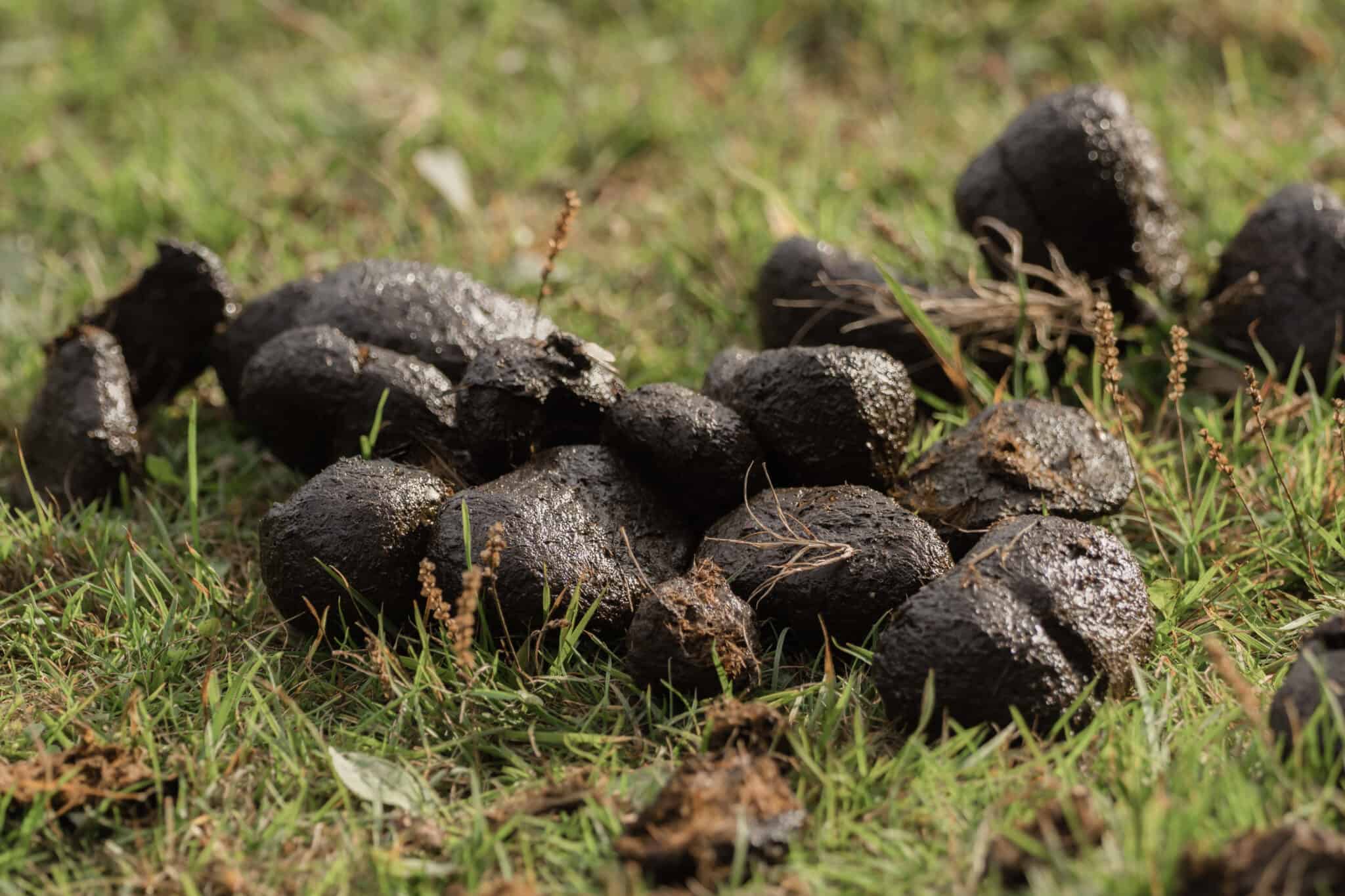 Backyard Animal Poop Identification: A Complete Guide for 2024 - A-Z ...