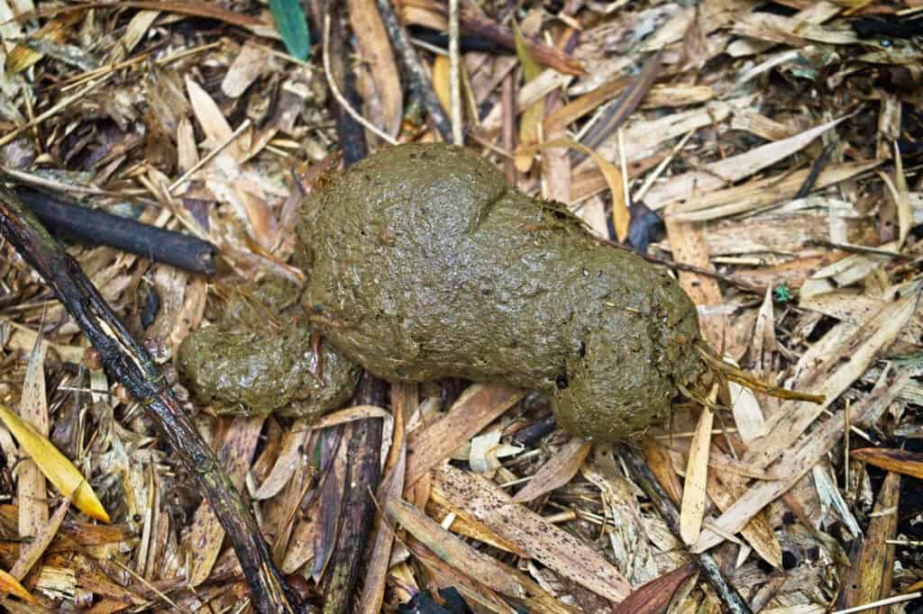 gorilla poop