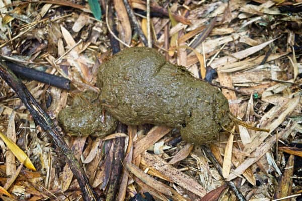 Gorilla Poop: Everything You've Ever Wanted to Know - A-Z Animals