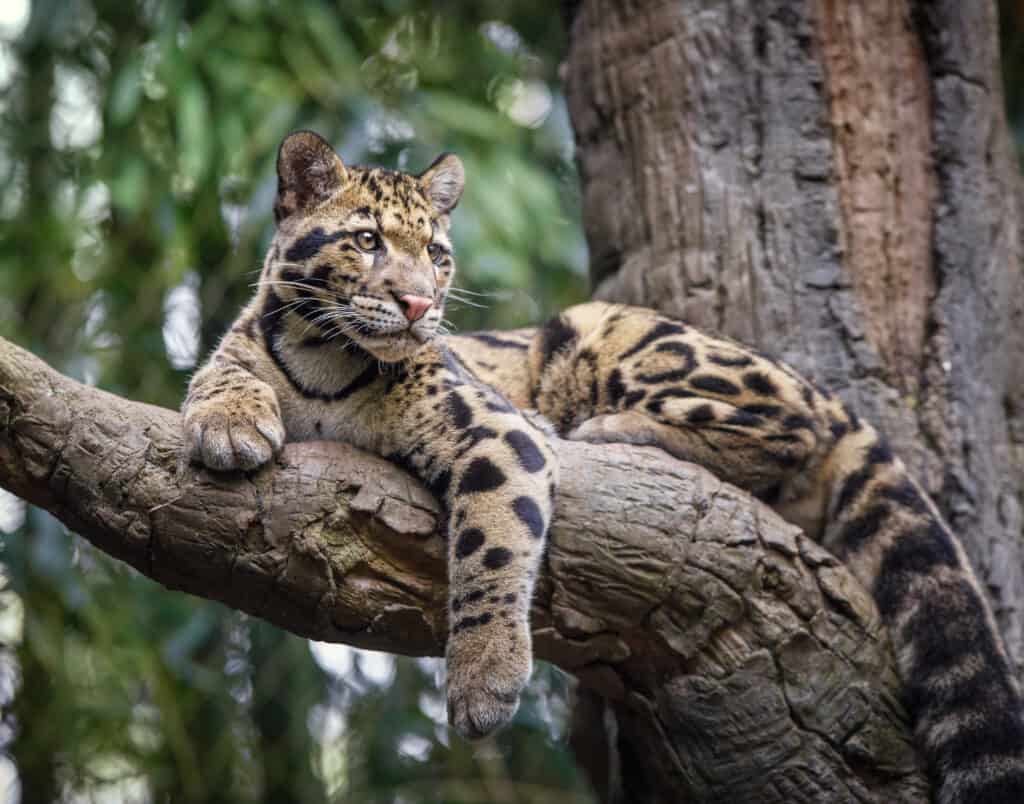 clouded leopard