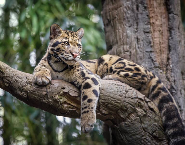Ocelot vs Clouded Leopard: What are the Differences? - A-Z Animals