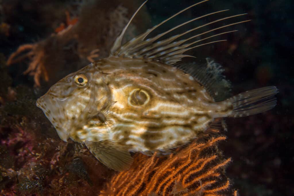 John Dory swimming above coral