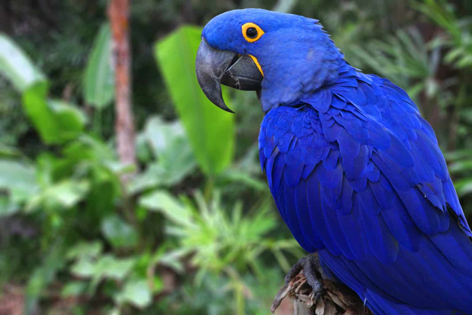 How Many Blue Macaws Are Left In The World? AZ Animals