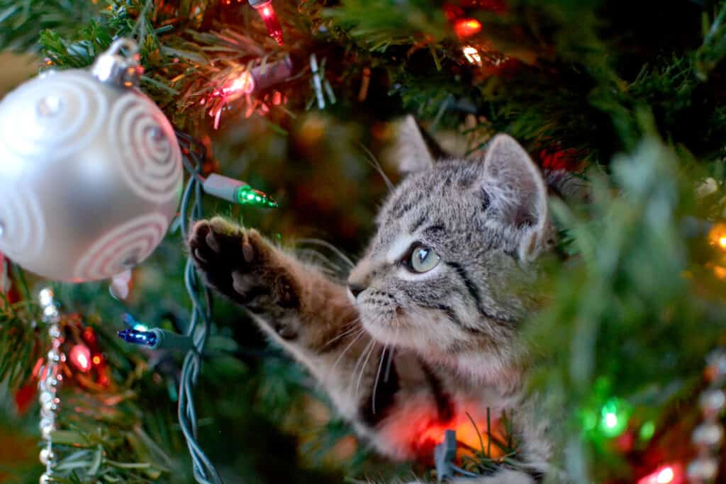 catproof your christmas tree
