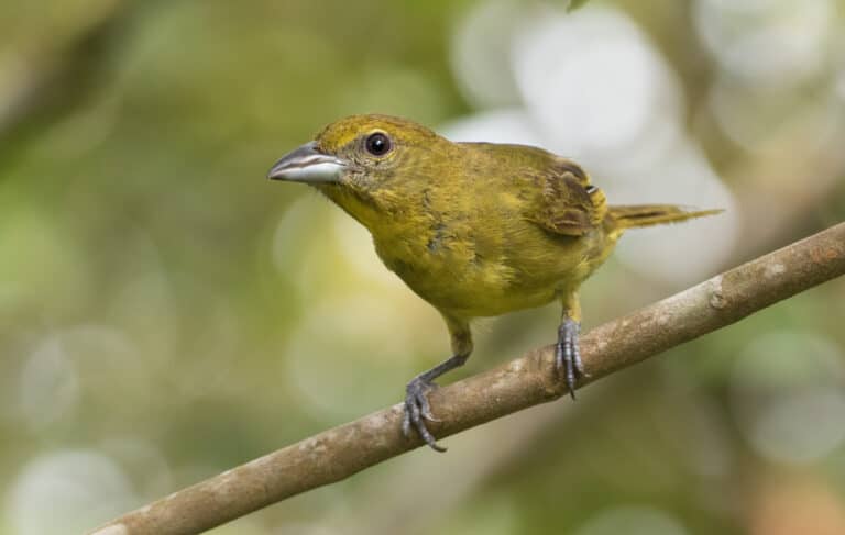 Female hepatic tanager perched on a branch with a blurred green background
