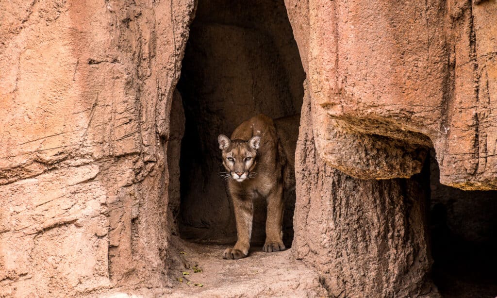 The Largest Cougar Ever Caught in Washington was a Stealthy Titan - A-Z