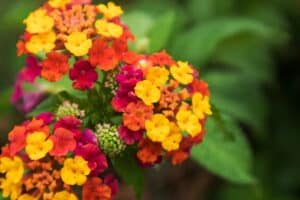 Is Lantana a Perennial or Annual? Picture