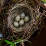 Top view of a sedge warbler nest with five eggs