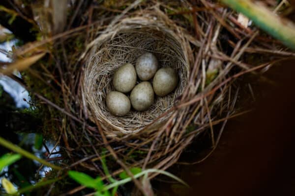 Top view of a sedge warbler nest with five eggs
