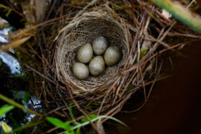A top view of a sedge warbler nest with 5 eggs