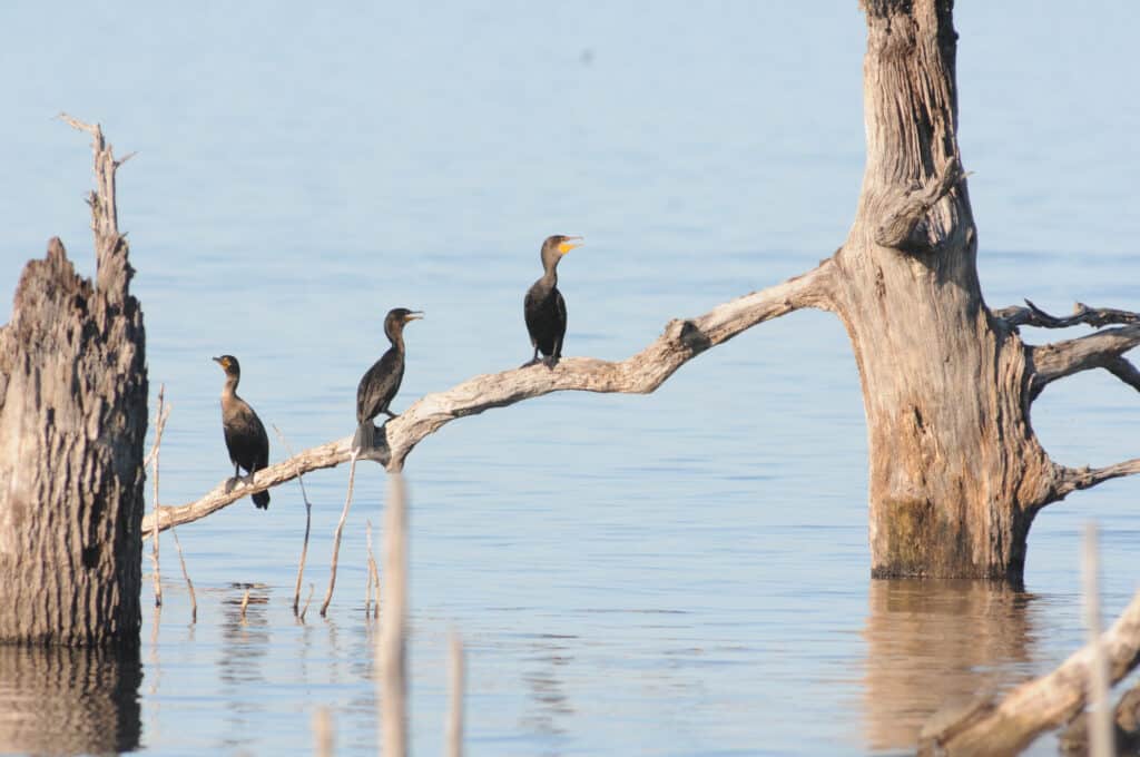 Cormorants near water