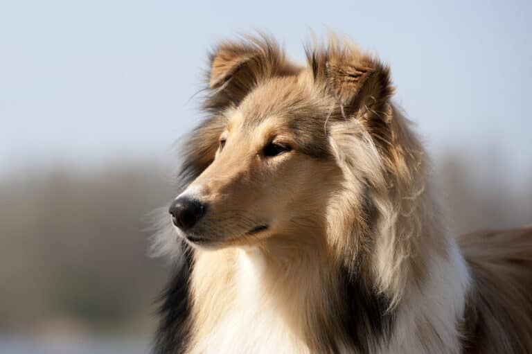 Dogs similar to golden retrievers - A Scotch collie attentively looking to the left