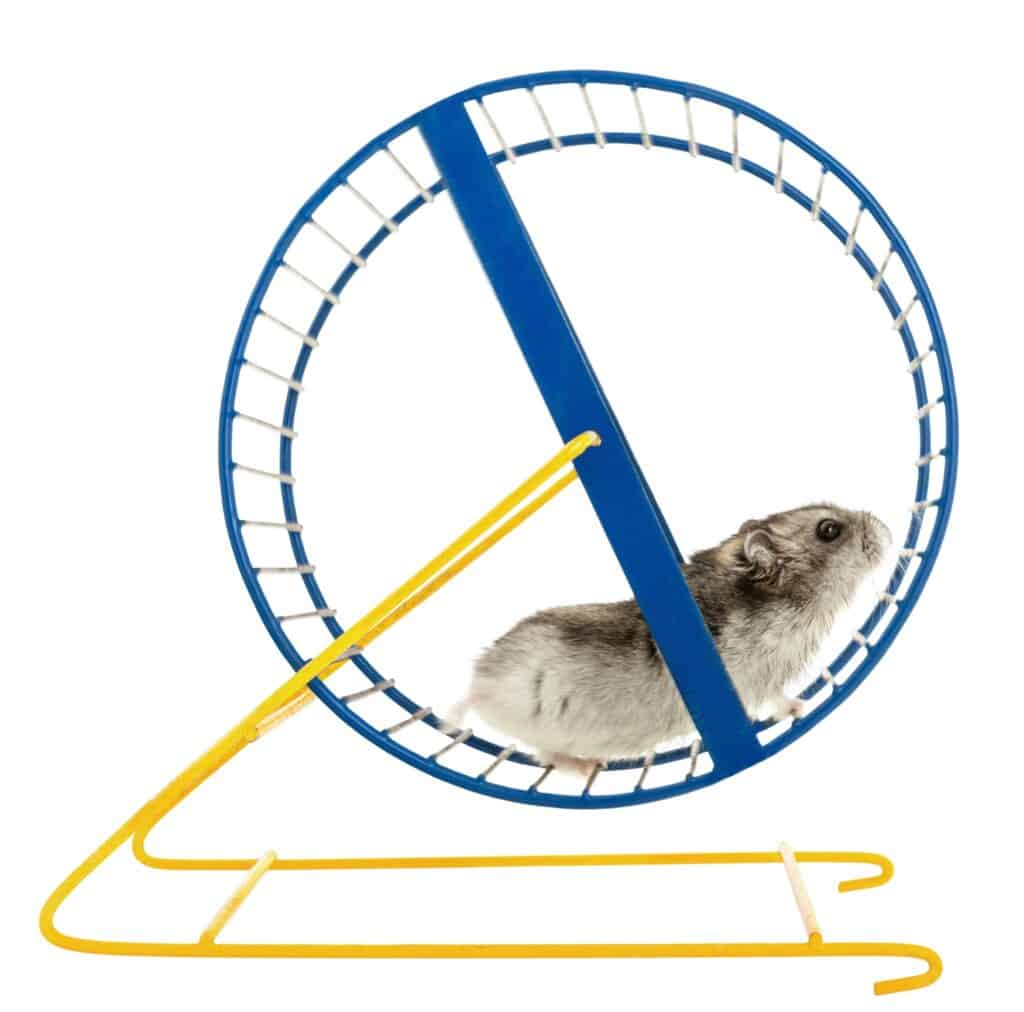 Hamster on a wheel isolated on a white background
