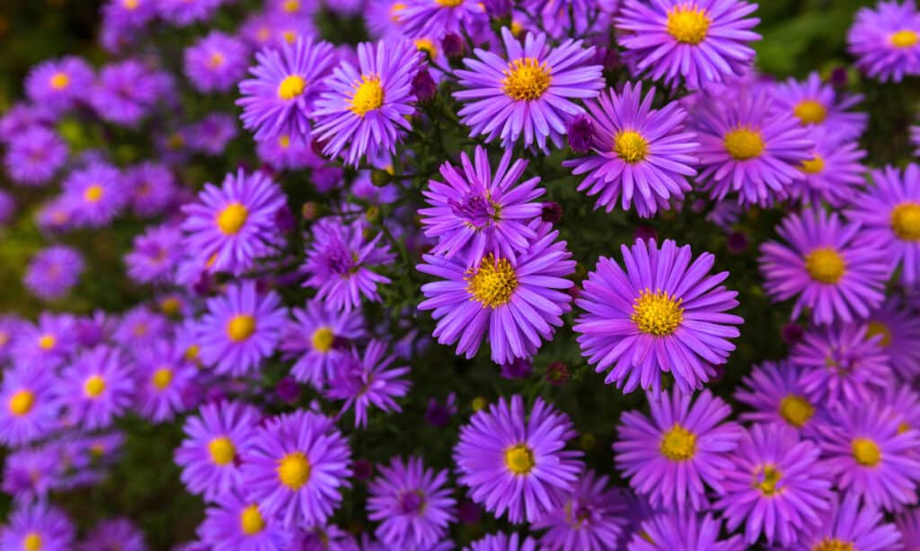 Asters have long symbolized grandiosity, wisdom, and faith.