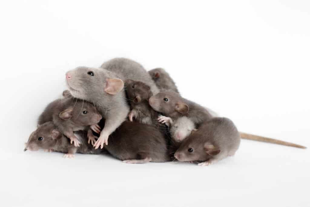 A female rats can have 8-12 babies per litter