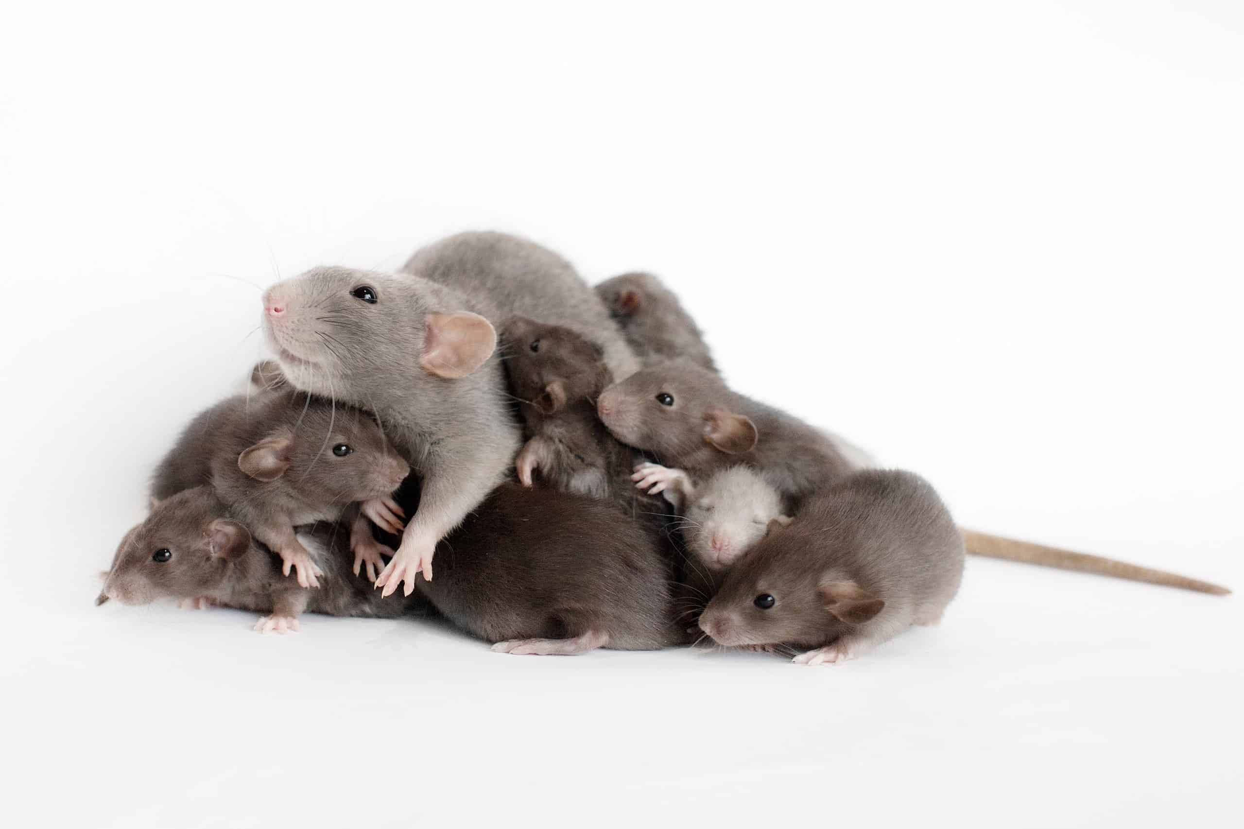 A female rat snuggling with her many babies against a white background