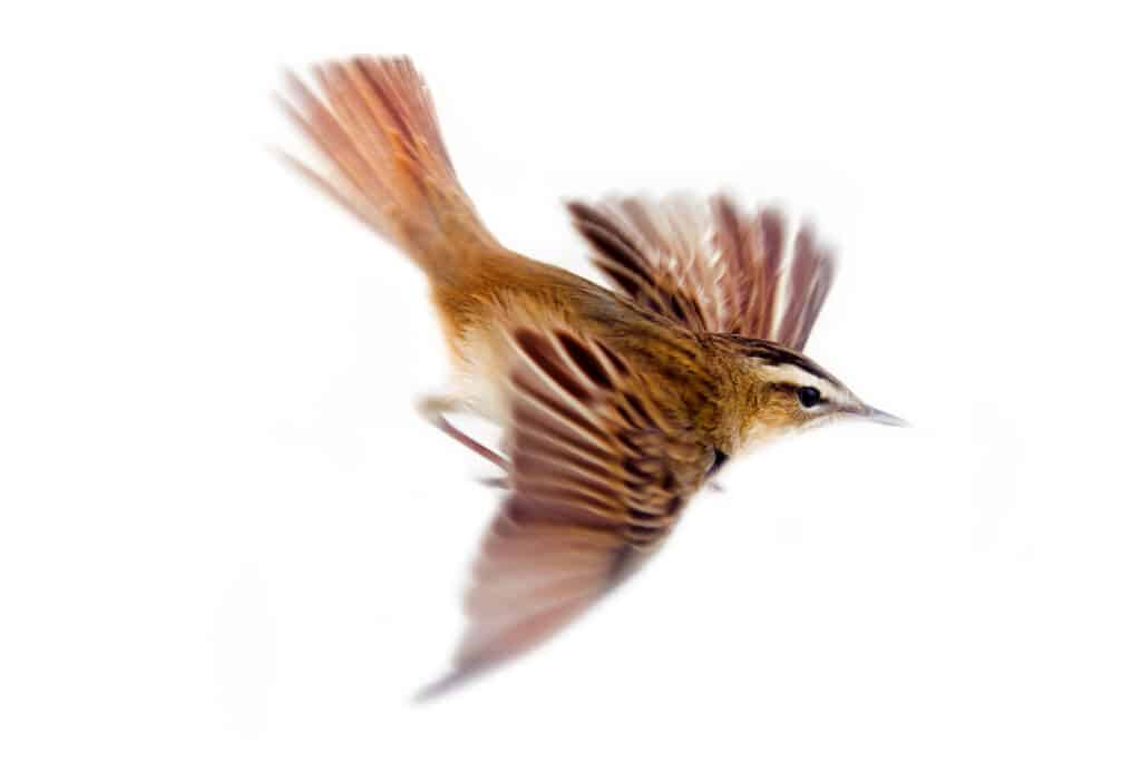 A sedge warbler flying isolated on a white background
