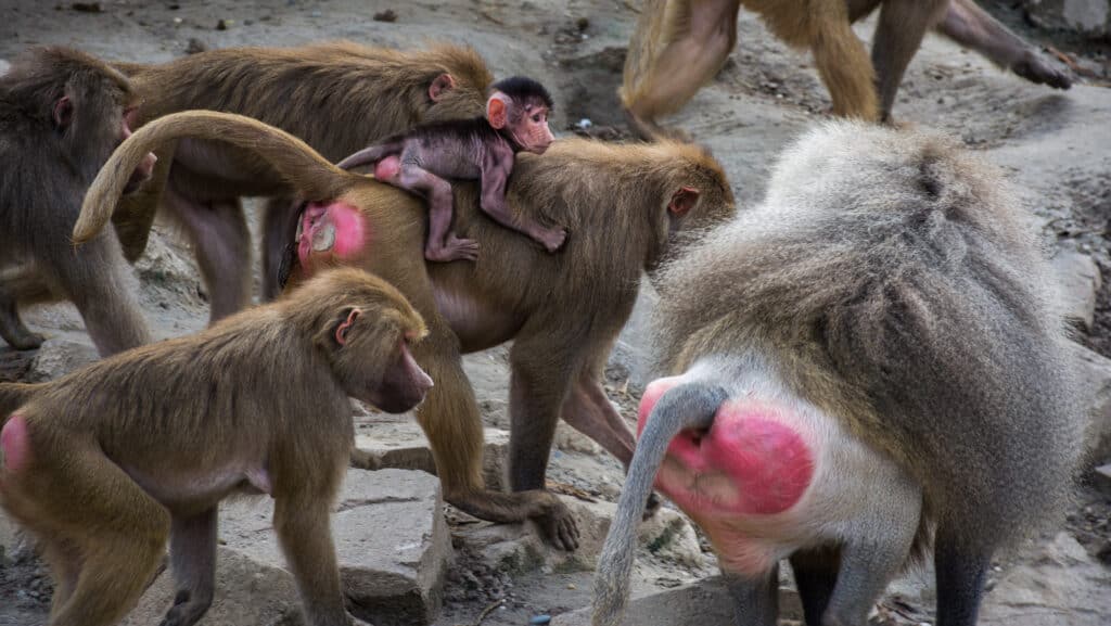 Một nhóm khỉ đầu chó trong vườn thú