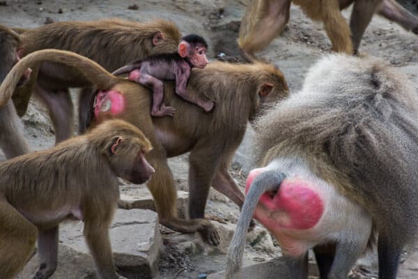 A troop of young and old baboons at a zoo