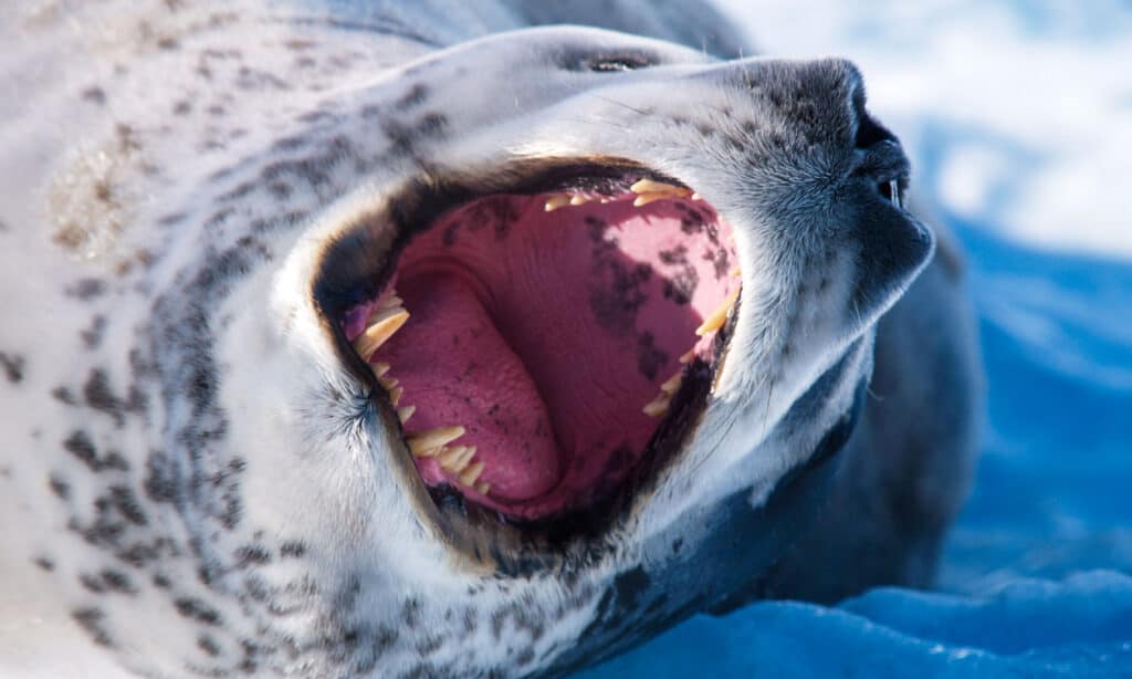 Leopard Seal