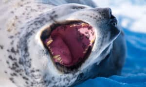 Amazing Penguin vs Hungry Leopard Seal Pursuit Caught on Film – See for Yourself! Picture