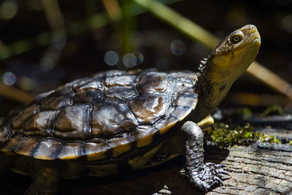 Western Swamp Turtle (Pseudemydura umbrina)