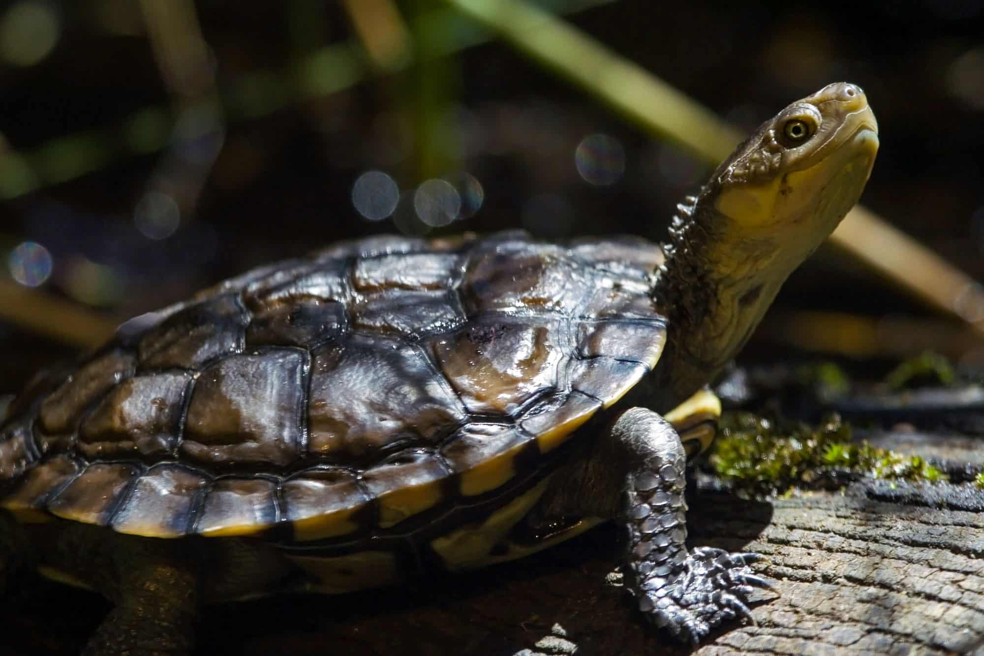 15 Awesome Turtles in Australia - A-Z Animals