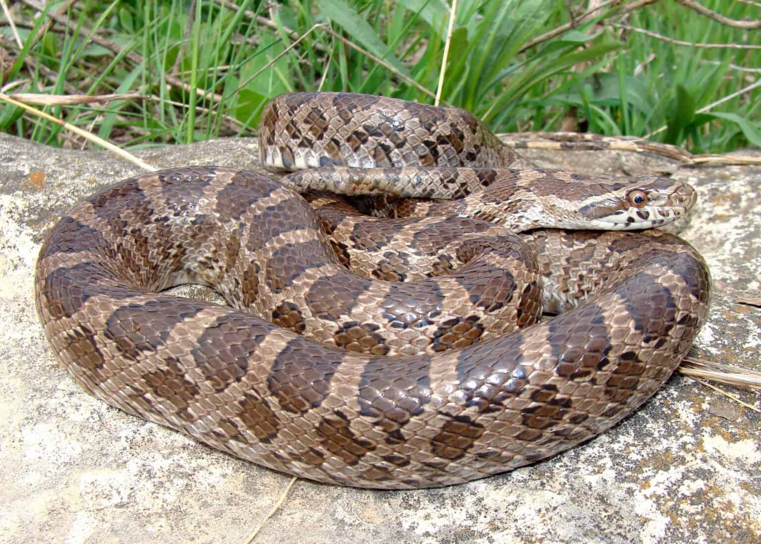 Discover 12 Brown Snakes In Texas - A-Z Animals