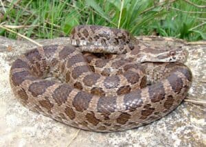 Discover 12 Brown Snakes in Texas photo