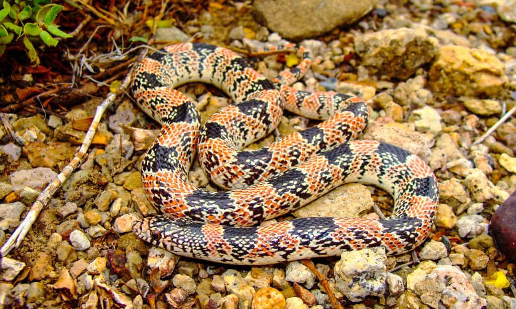 Long-nosed Snake, Rhinocheilus lecontei tessellatus