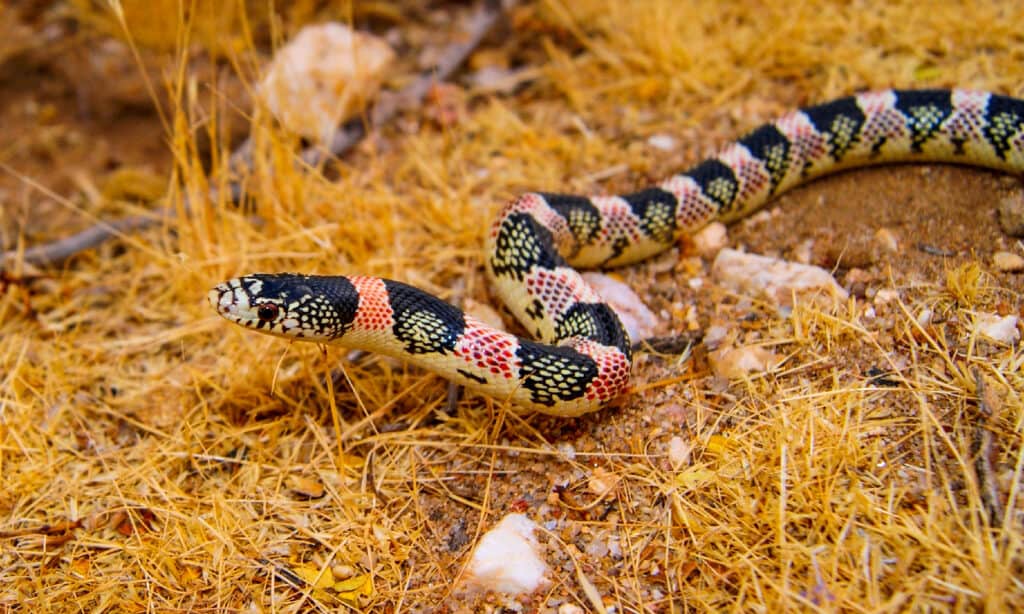 Longnose Snake, Rhinocheilus lecontei