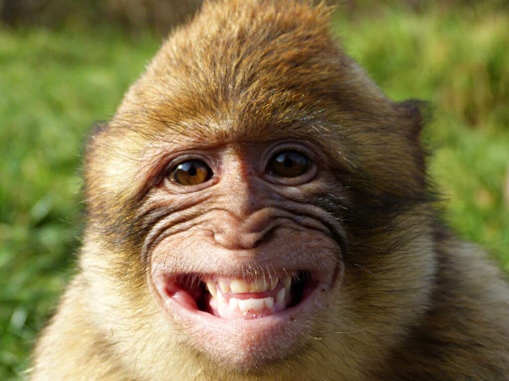 Monkey smiling with blurred greenery in the background