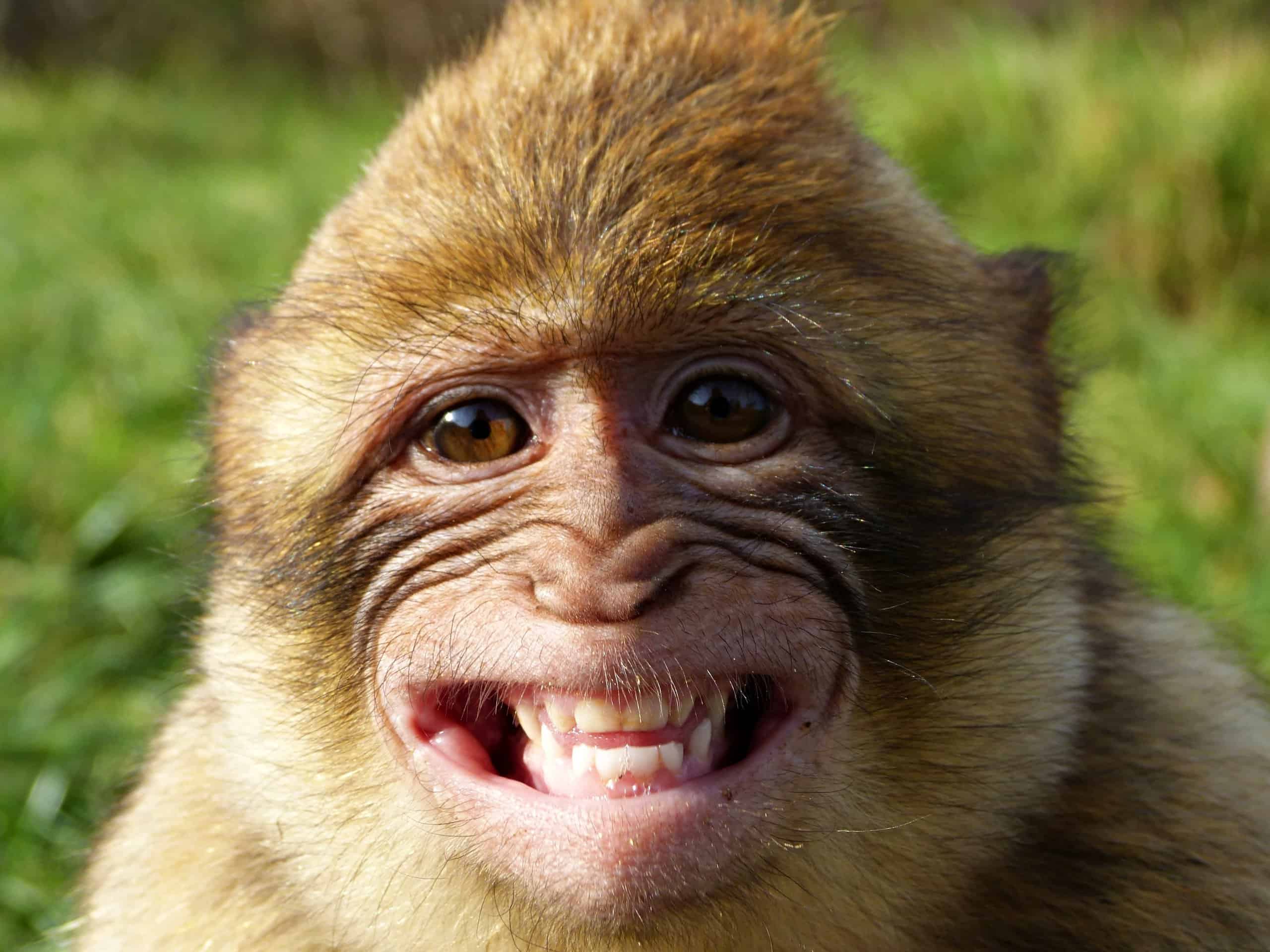 5 Incredible Videos of Monkeys Laughing (And Why They Do It) - AZ Animals
