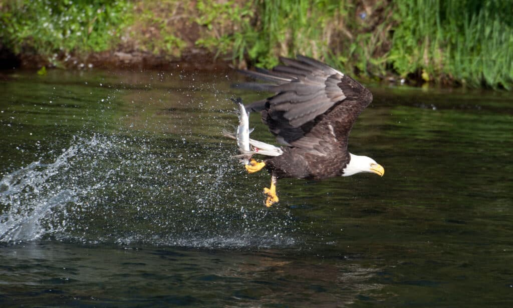 Watch a Bald Eagle Steal a Fisherman's Shark in Crazy Video - AZ