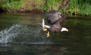 Bald Eagle Swoops In and Savagely Steals Fisherman’s Hard-Earned Catch photo