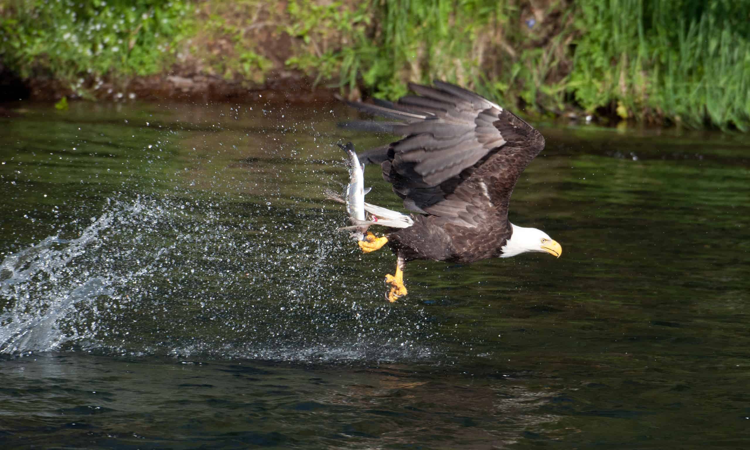 bald eagle hunting salmon