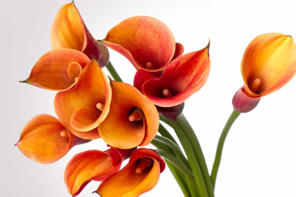 Calla Lily: Meaning, Symbolism, and Proper Occasions - A-Z Animals