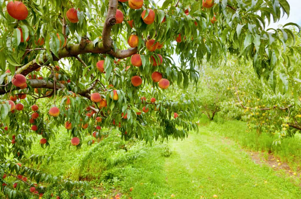 Peach,Orchard