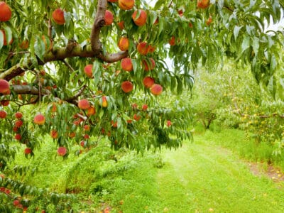 A Peach Trees in Texas: How to Grow and Plant Them