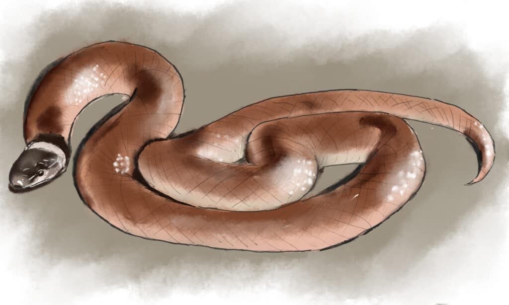 Serpent couronné de Rim Rock