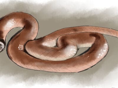 A Rim Rock Crowned Snake