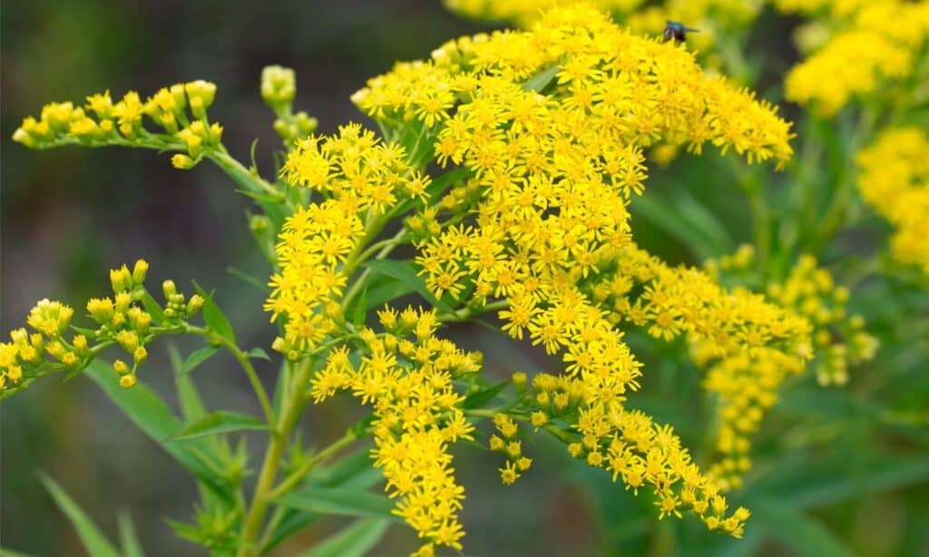 goldenrod in bloom