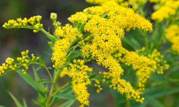 Goldenrod vs Ragweed: 5 Key Differences - A-Z Animals