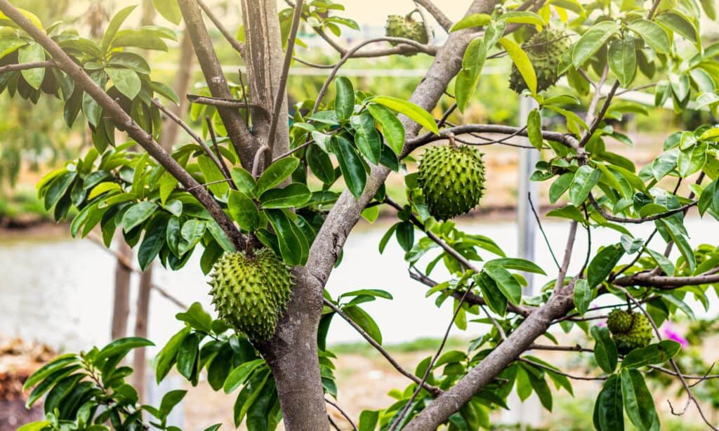 soursop tree growing