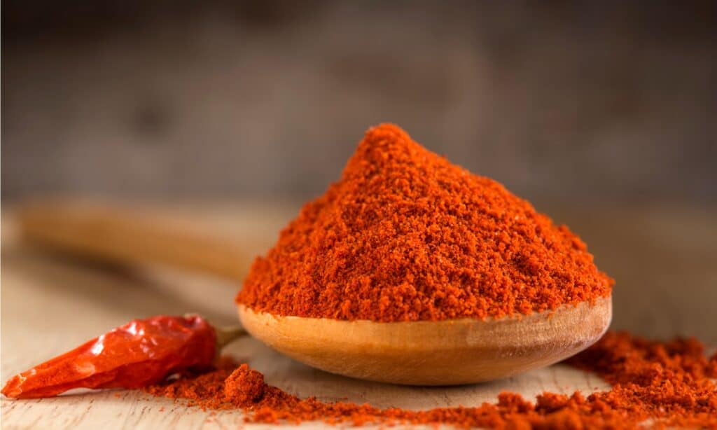 paprika spice closeup